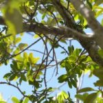 Mistletoe feared extinct found on Little Cayman