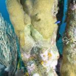 Disease strikes rare coral at 7MB dive site