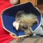 Volunteers shocked by abuse of tiny dog