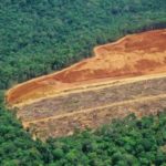 Cayman plays part in Amazon deforestation