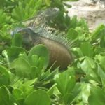 500,000 iguanas culled but more hands needed