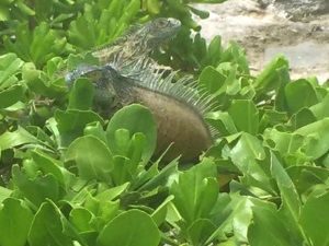 Green iguana cull, Cayman News Service