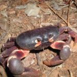 Land crabs threatened by traffic and development