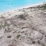 7MB turtle nests have narrow escape from bulldozer