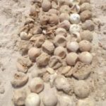 Turtle eggs destroyed after nest dug out