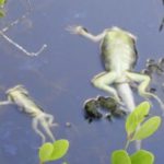 Headless iguanas dumped in Barkers canal