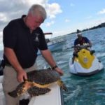 DoE rescues hawksbill turtle from fishing line