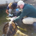 DoE cares for rescued sick green turtle