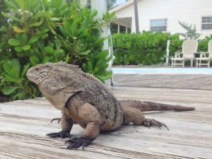 green iguana invasion, Cayman News Service