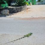 Sister Islands on brink of green iguana invasion