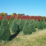 DoA moves to block Christmas tree pests