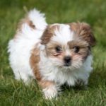 Rescued Shih Tzus won’t be put down, says DoA