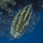 Local grouper sites offer hope for species survival