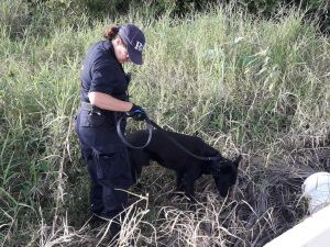 🚨 Man bitten by police dog during arrest attempt