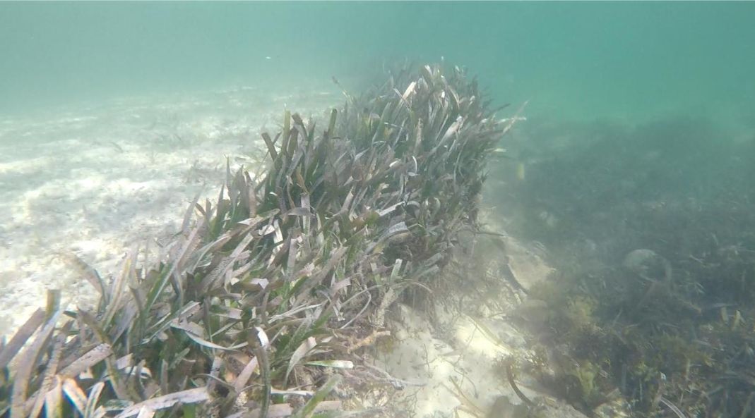 DoE warns against Barkers seagrass removal : Cayman News Service