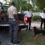 Police and DoA round up stray dogs