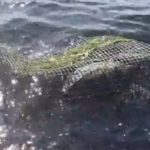 Turtle trapped in fish pot feared dead