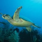 NCC rejects Turtle Centre plan