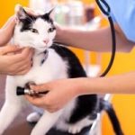 Cayman cats at risk of heartworm, warns vet