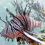 Cullers needed for next lionfish tournament