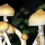 Denver decriminalises ‘magic mushrooms’
