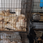 Seized dogs quarantined after Parvovirus outbreak