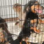 Over 50 dogs found caged in Prospect home