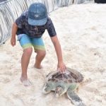 Turtle release on Governor’s Beach this Saturday