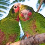 Development poses growing threat to parrots