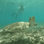 Turtles, coral and mangroves top climate risk list