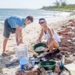 550lbs garbage collected on one beach