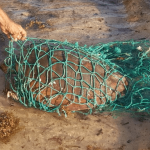 Turtle found tangled in line and net