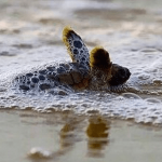 Turtle conservation may stop CTC releases
