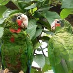 DoE to address pet parrot problem