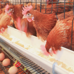 CPA says no to chicken farm