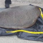Suspect turtle poachers arrested