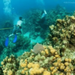 Verdant: moving coral won’t fully mitigate impact