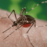 Cayman sees first case of dengue in three years