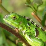 Adult iguana numbers drop 90%