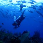 Cayman reefs in fair health, say experts