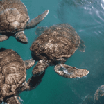 Turtle farm keeps lid on reports
