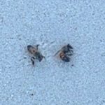 MRCU main suspect in mass bee deaths