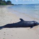 DoE recover dead porpoise from BT beach