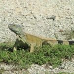 New ideas needed to keep green iguanas in check