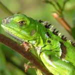 Reduced army of cullers reining back iguanas