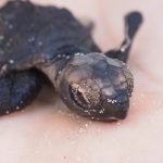 Hawksbill nest ends longest recorded turtle season