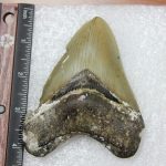 Giant shark tooth fossil found