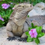 Sister Island iguana in worrying decline
