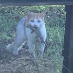 Feral cat issue settled, control project restarts