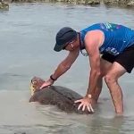 Loggerhead turtles lay record number of nests